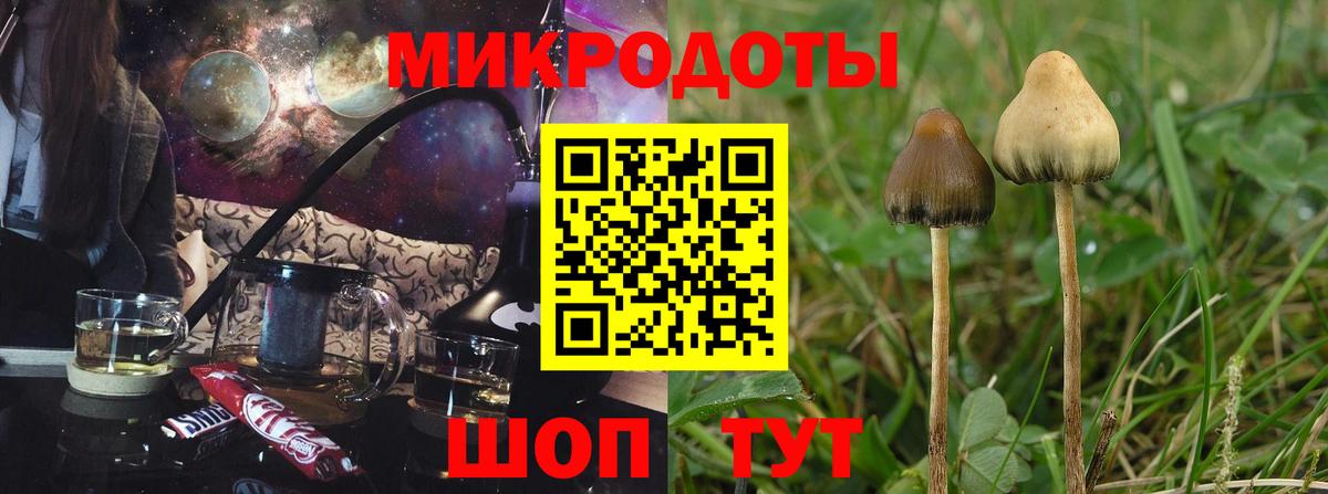 Псилоцибиновые грибы Psilocybe Чайковский